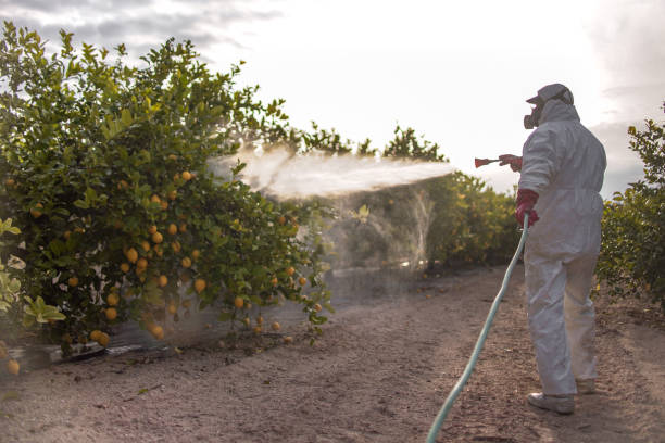 Best Termite Control Services  in Lecanto, FL