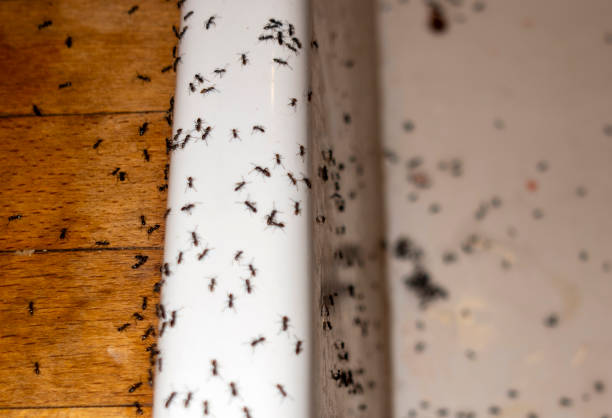 Best Pest Removal Services  in Lecanto, FL