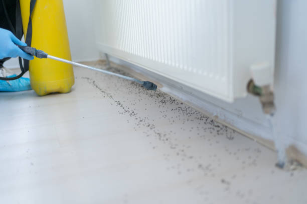 Best Spider Control Near Me  in Lecanto, FL